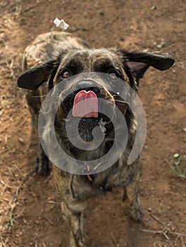 A brindle boerboel retriever dog licking his nose as the treat comes flying towards him.