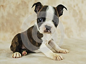 Brindle Boston Puppy