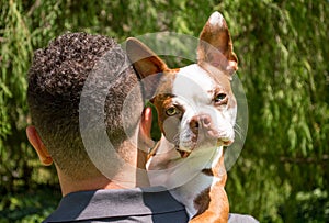 Brindle Boston terrier puppy looking quizzically at camera