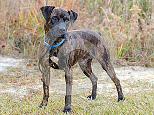 Brindle Boxer Docked Tail