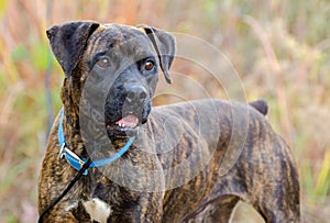 Brindle Boxer Docked Tail Adoption Photo