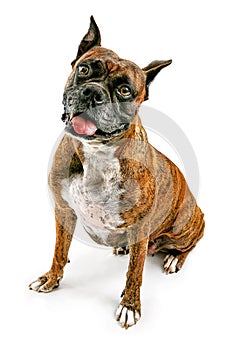 Brindle Boxer Dog Looking Forward