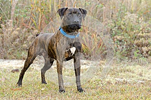 Brindle Boxer Dog Pet Adoption Photography