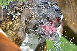 Brindle Boxer drinking water HDR