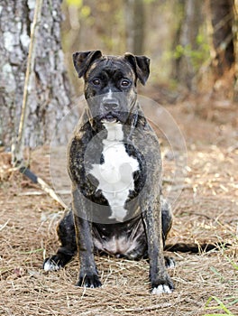 Brindle Boxer Pitbull Mastiff mix pup sitting