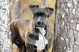 Brindle Boxer Pitbull mixed breed dog outside on leash