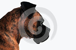 Brindle boxer profile