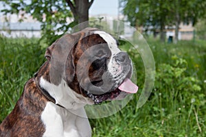 Brindle boxer puppy with lolling tongue is sitting on a green meadow. Pet animals.