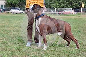 Brindle boxer puppy with white socks is standing on a green meadow with his owner. Pet animals.