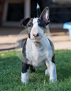 Brindle bull terrier puppy posing in the grass