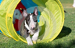 Brindle bull terrier puppy in a tunnel