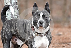 Brindle Bulldog and Akita mix breed dog outside on a leash