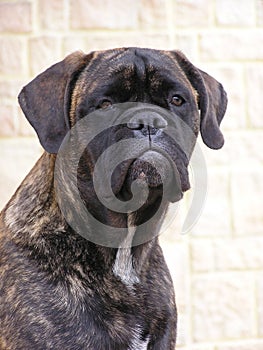 Brindle bullmastiff