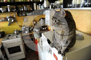 The brindle cat in the kitchen