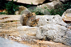 Brindle cat on the rock lurking observing the victim