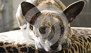 Brindle Chihuahua with big ears