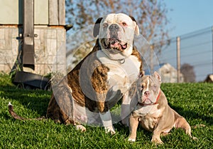 Brindle coat American Bulldog dog and American Bully puppy outside