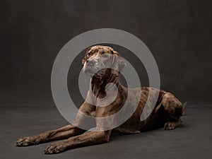 A brindle-coated dog lies down, its gaze diverted, against a grey studio