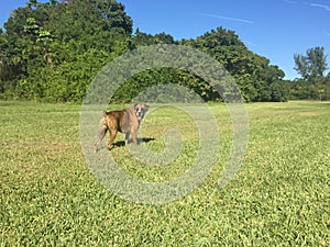 A Brindle Colored Boxer Dog on a Green Meadow