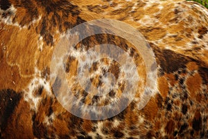 Brindle cow hide.