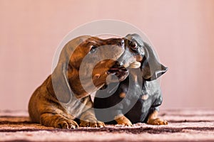 Brindle dachshund puppy catches doxie figurine by its nose