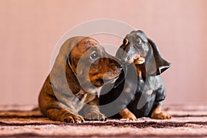 Brindle dachshund puppy sniffing on humorous doxie figurine