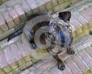 A Brindle dog