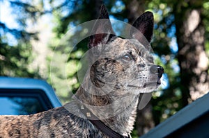 Brindle dog with greying muzzle photo