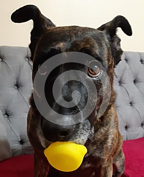Brindle dog with rubber duck