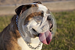 Brindle English Bulldog