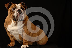 Brindle english bulldog photo