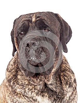 Brindle English Mastiff Dog Closeup photo