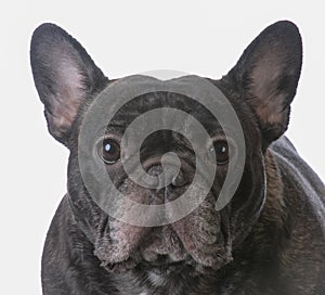 brindle french bulldog