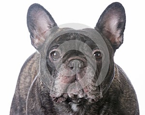 brindle french bulldog