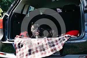 Brindle French bulldog sitting in the trunk of a car on a plaid with a red ball and a pillow in sunny weather, traveling with a