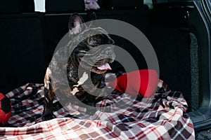 Brindle French bulldog sitting in the trunk of a car on a plaid with a red ball and a pillow in sunny weather, traveling with a