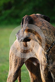 Brindle great dane photo