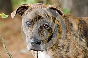 Brindle Great Dane mixed breed dog