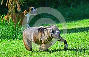 A brindle male boxer hugs the ground as he turns while running HDR