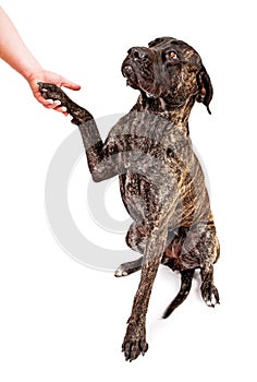 Brindle Mastiff dog shaking hands