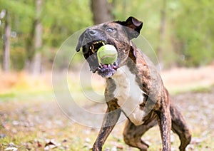 A brindle mixed breed dog catching a ball