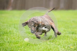 A brindle mixed breed dog chasing a ball