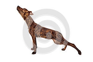 Brindle mixed breed dog stretching