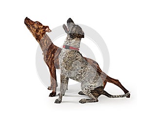 Brindle mixed breed dog stretching