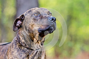 Brindle Pit Bull Terrier bulldog