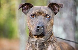 Brindle Pit Bull Terrier bulldog