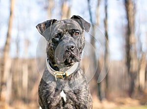 A brindle Pit Bull Terrier mixed breed dog with a head tilt
