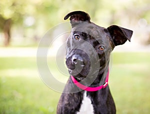 A brindle Pit Bull Terrier mixed breed dog with a head tilt