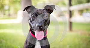 A brindle Pit Bull Terrier mixed breed dog panting