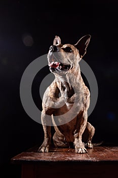 brindle pitbul dog sitting with tongue out, isolated black background. muscular and defined pitbull dog